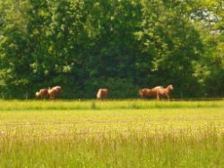 2013-06-08_Radtour_Iffeldorf-Aiderbichl (135).JPG